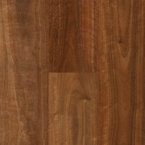 Tambourine Mountain Spotted Gum